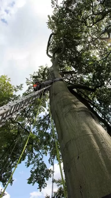 Installing a time-lapse camera system in a tree.