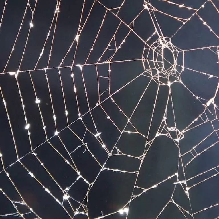 Spider's web in the sun