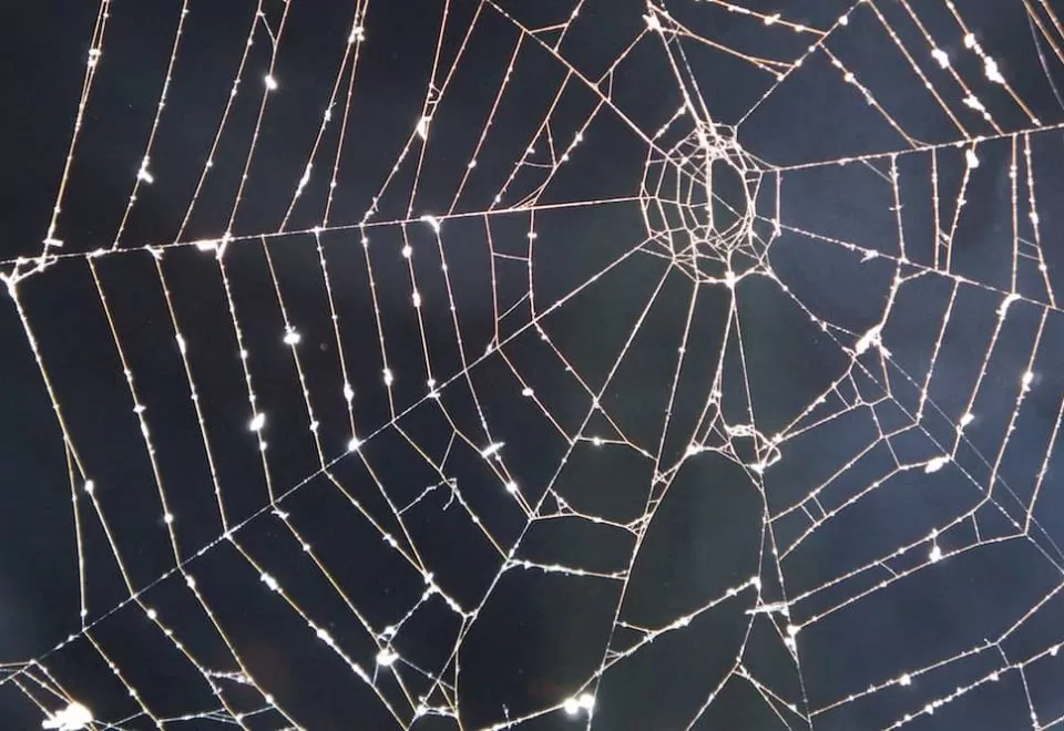 Spider's web in the sun