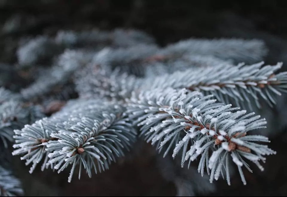 Icy Christmas tree pine