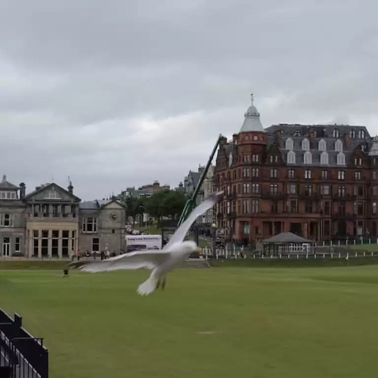 Seagull flies past our off-grid camera system at St Andrews Links, Scotland