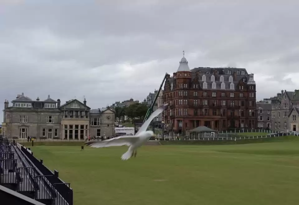 Seagull flies past our off-grid camera system at St Andrews Links, Scotland