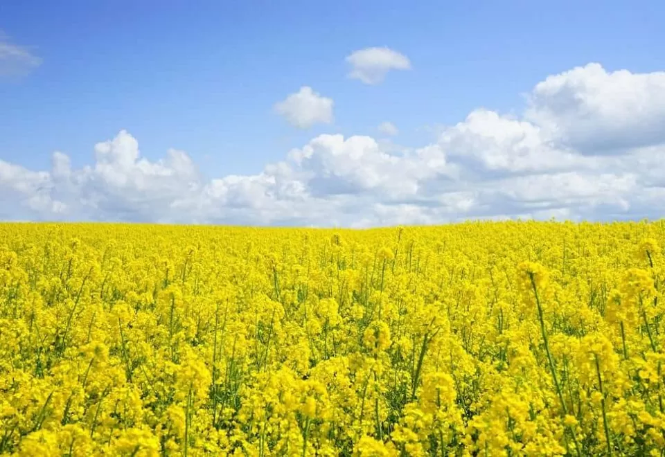 A field of rapeseeds under fluffy clouds and blue skies.