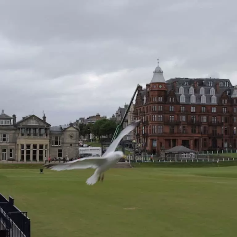 Seagull flying past camera on St Andrews Links