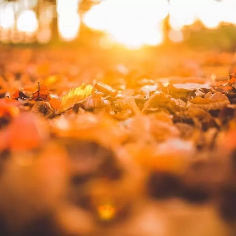 Sunlight over fallen autumn leaves.