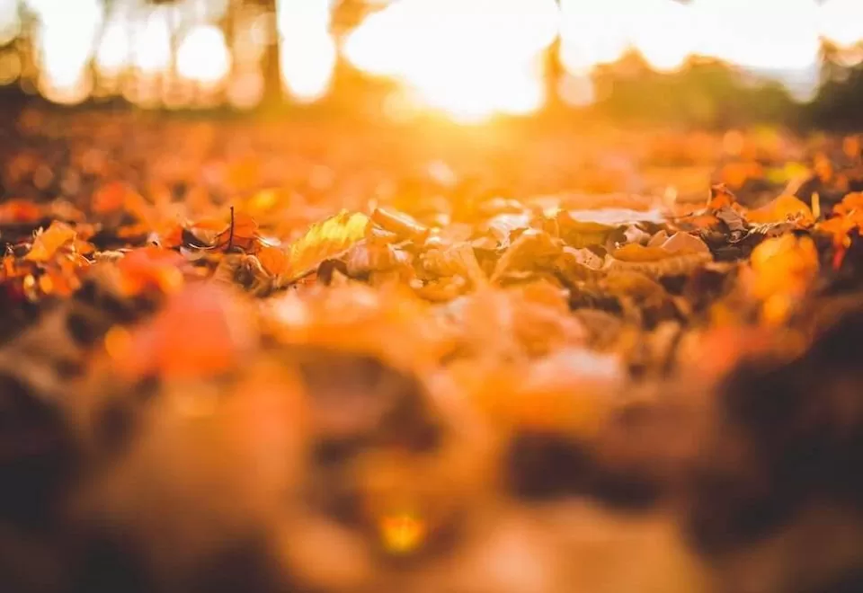 Sunlight over fallen autumn leaves.
