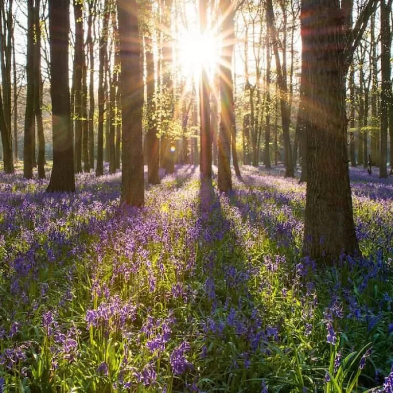 A sunset over a woodland scene with a carpet of bluebells.