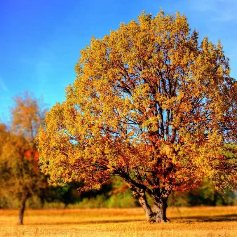 Autumnal-coloured tree in a yellow field