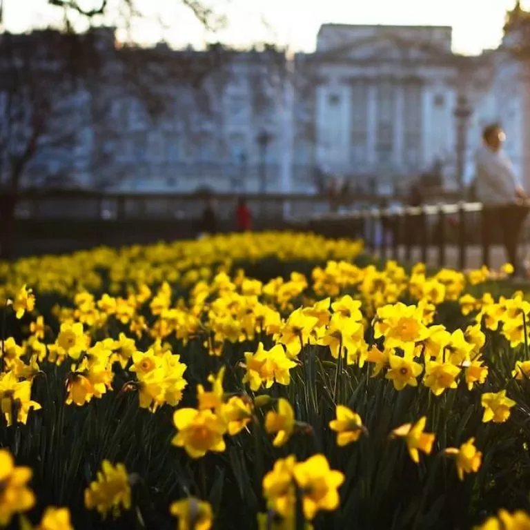 Focused photography on a sunny scene of wild daffodils in the grounds of historical architecture.