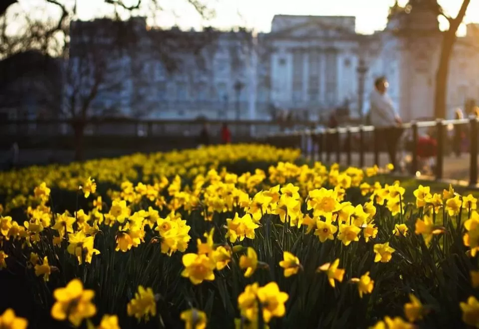 Focused photography on a sunny scene of wild daffodils in the grounds of historical architecture.