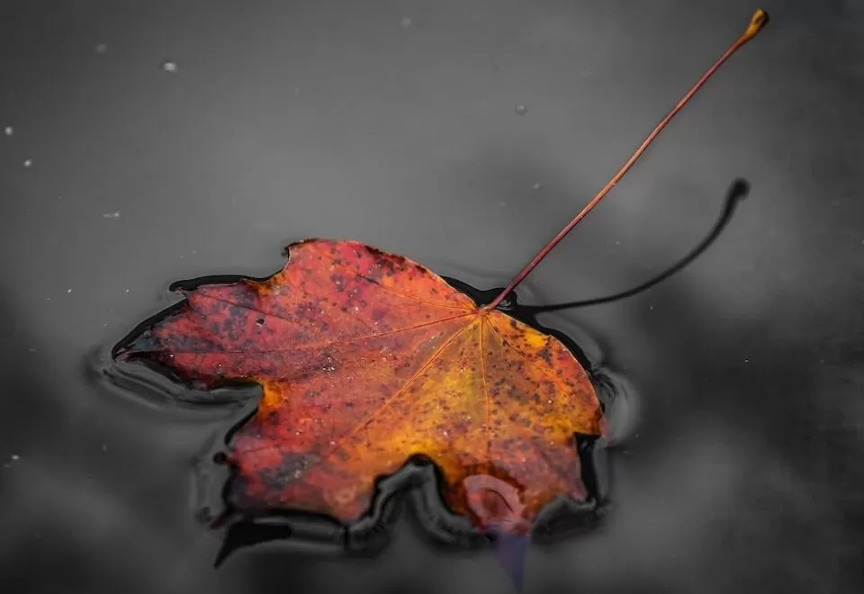 An autumn leaf floating on water.