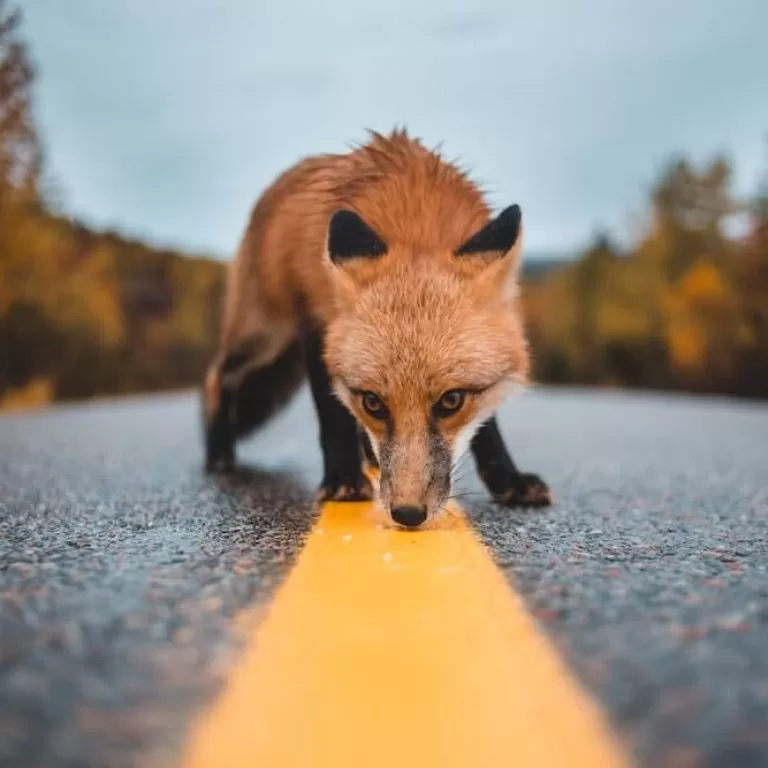 A fox captured exploring a deserted road.