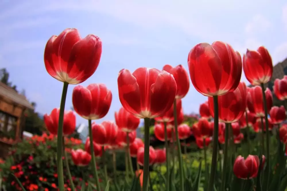 A low-angle photograph of red tulips against a blue, sunny sky.