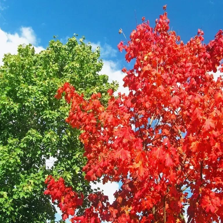 Green and red foliage against a bright blue sky.