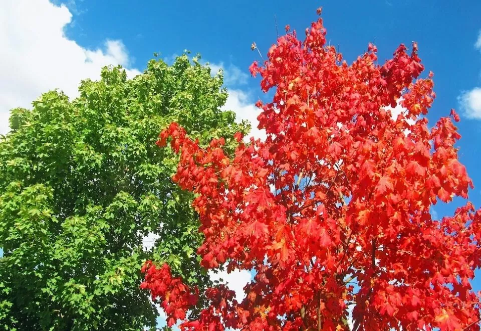 Green and red foliage against a bright blue sky.