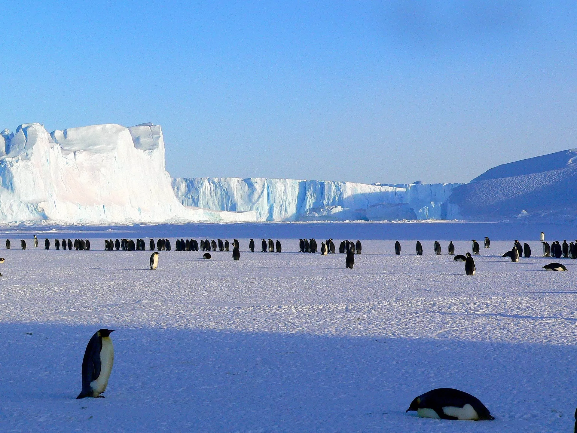 Penguin colonies in the Antarctic. This long-short shows penguin in the forefront of the shot and off into there distance. David Attenborough series Wild Isles.