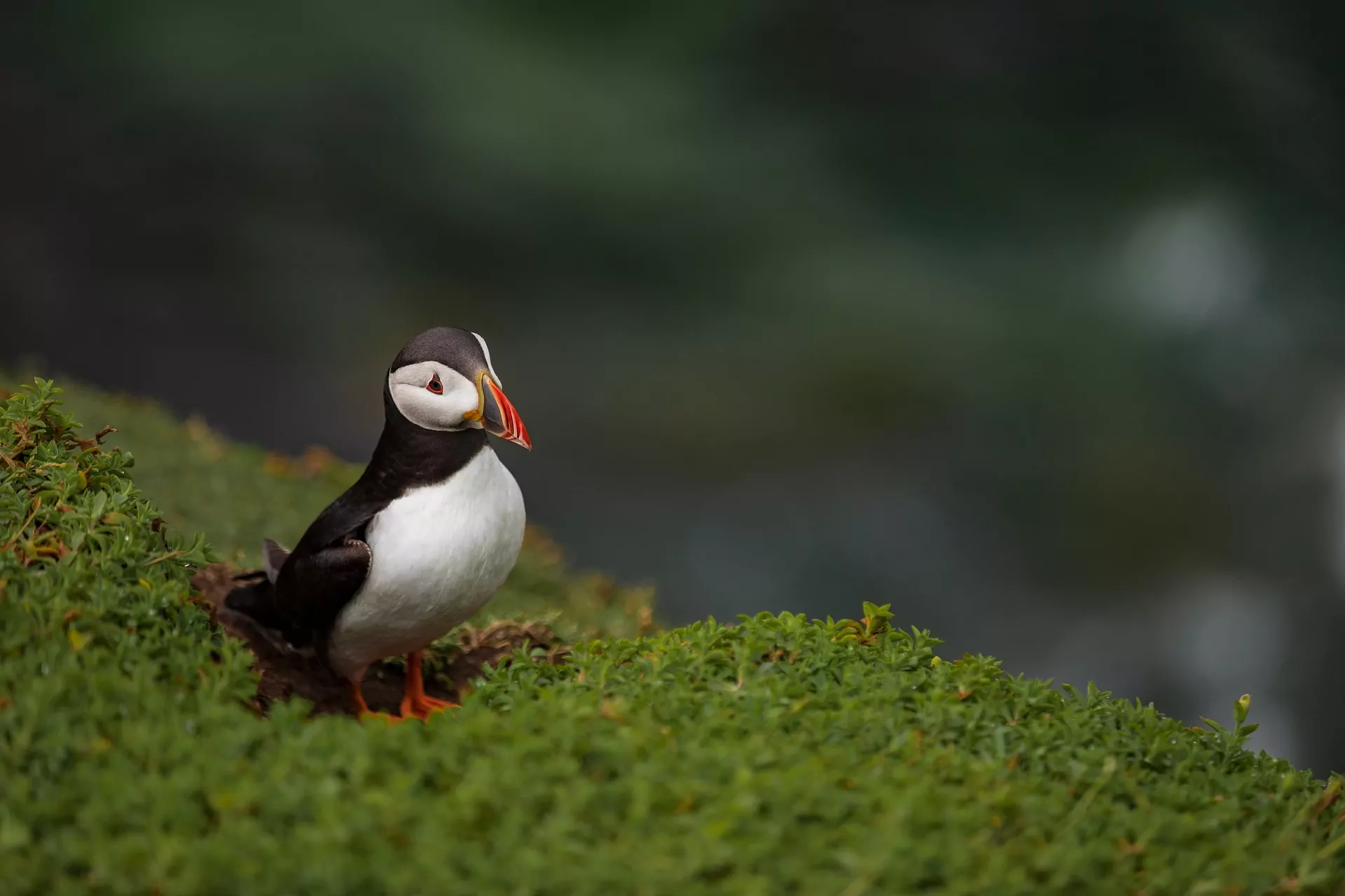 An image of a puffin standing on a cliff. This mid-shot of the lone puffin shows how it is in a remote location.