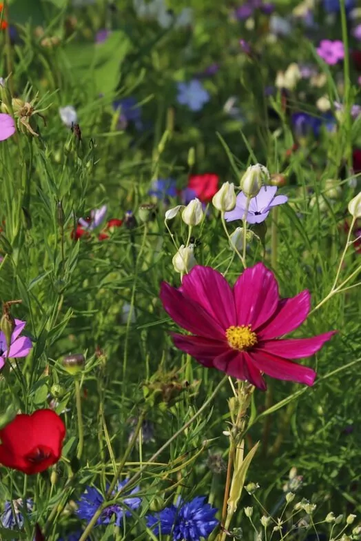 An image of a wildflower meadow. The time-lapse of re-wilding projects.