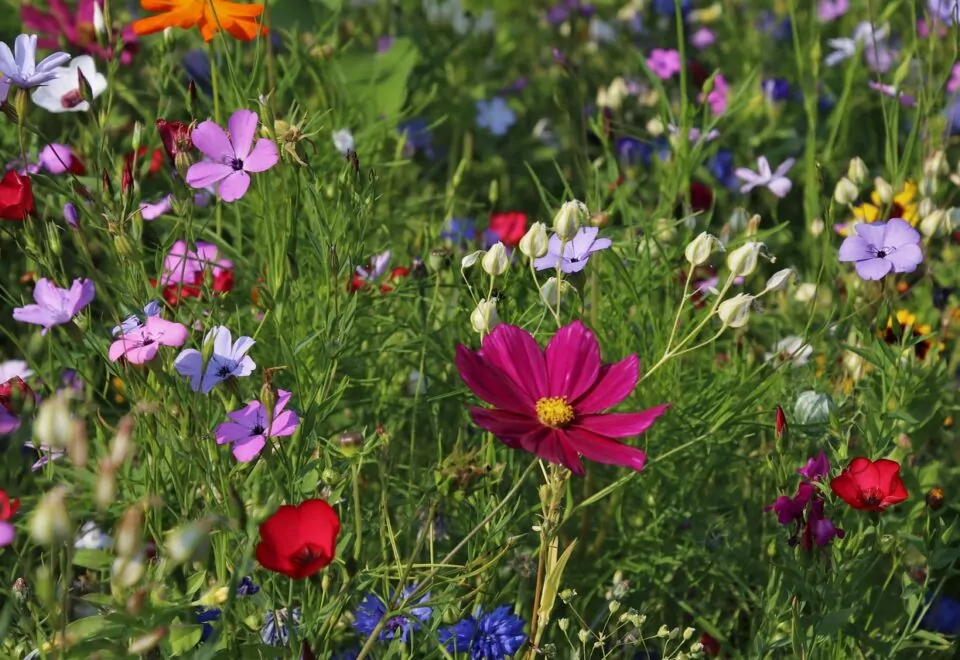 An image of a wildflower meadow. The time-lapse of re-wilding projects.