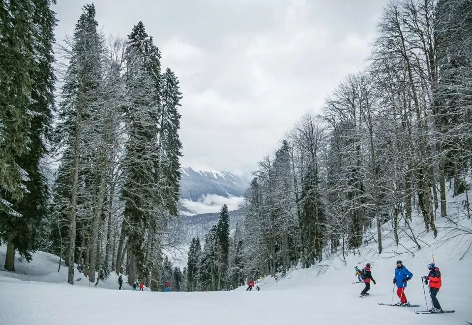 An image of a ski slope surrounded by tall trees.