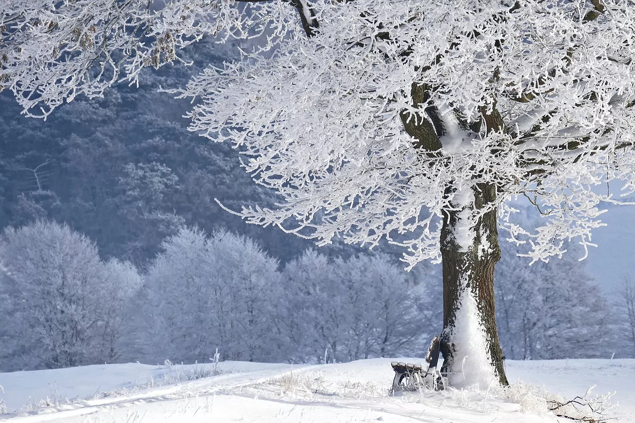 An image of a snowy oak tree. 