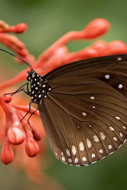 A beautiful deep brown butterfly against orange stalks.