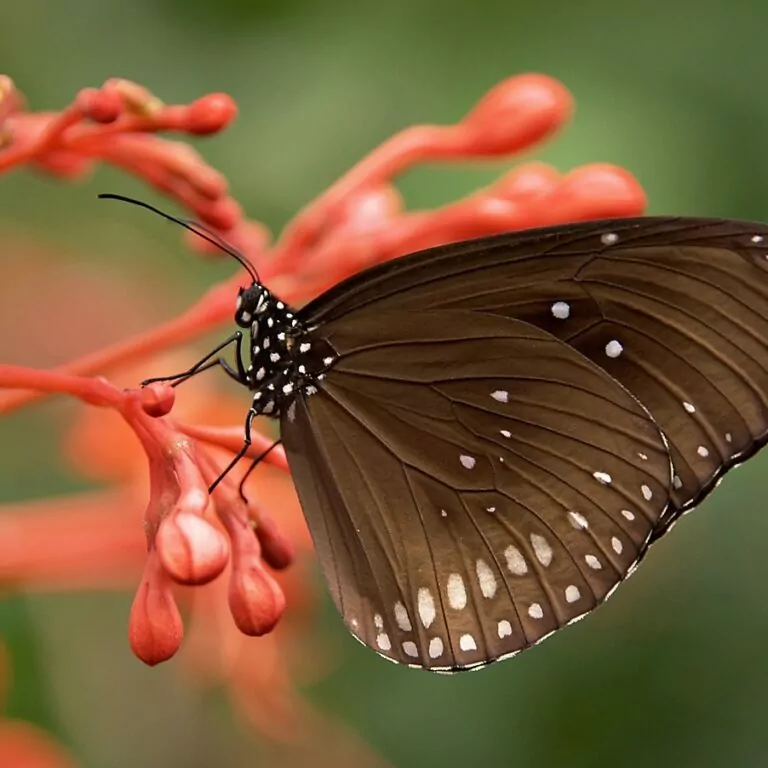 A beautiful deep brown butterfly against orange stalks.
