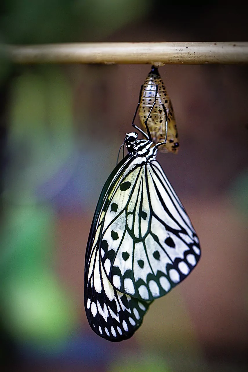 A white and black butterfly emerges from a chrysalis.