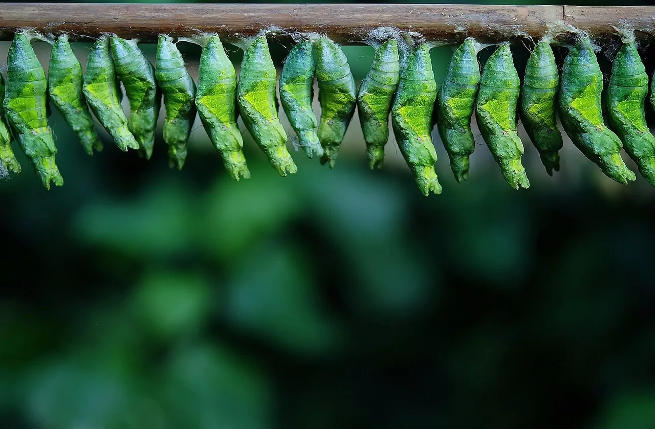 An image of a row of butterfly cocoons.